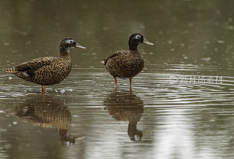 Laysan Duck (Anas laysanensis)，也被称为Laysan Teal，因为它的体积小，是一种濒临灭绝的涉水鸭，夏威夷群岛特有。现在只存活在三个小岛上。Papahānaumokuākea海洋国家纪念碑，